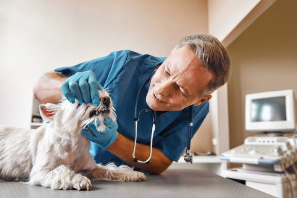 Best Broken or Chipped Tooth Repair in Rigby, ID